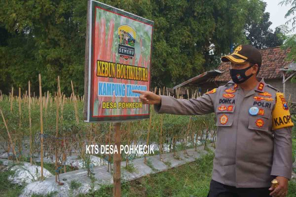 Kapolres Mojokerto Panen Cabai