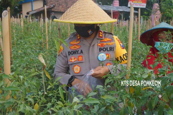 Kapolres Mojokerto Panen Cabai